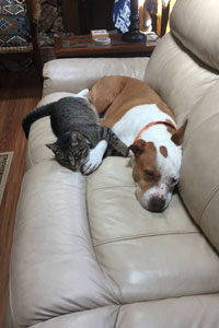 cat and dog sleeping